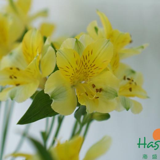 海盛六出花-黄莺-10支/扎 商品图4