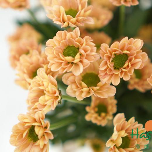 海盛HS多头小菊-罗西-香槟色-10枝/扎 商品图2