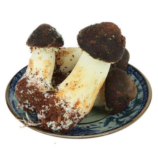 【有品特卖】新鲜姬松茸赤松茸香菇菌类菌菇 2斤装