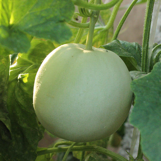 【冷藏更好吃】山东玉菇甜瓜 4.5-5斤彩箱装 商品图5