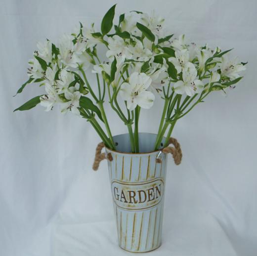 海盛六出花-可丽儿-白色-10支/扎 - 上海博麟花卉