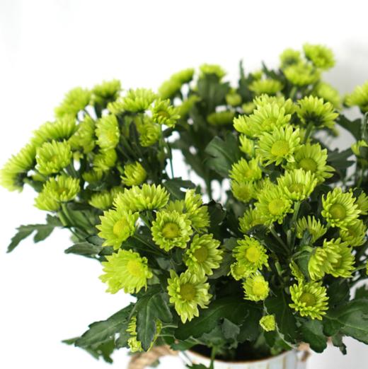 海盛-多头小菊-绿精灵-10枝/扎 商品图2