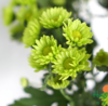 海盛-多头小菊-绿精灵-10枝/扎 商品缩略图1