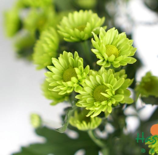 海盛-多头小菊-绿精灵-10枝/扎 商品图1