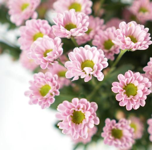 海盛HS多头小菊-罗西-浅粉-10枝/扎 商品图1