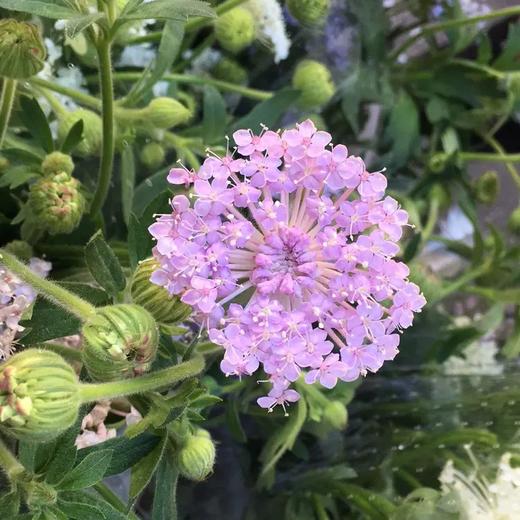 粉色翠珠10枝一扎 - 花 非 花