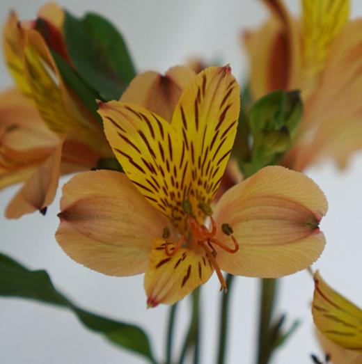 海盛六出花-鸡尾酒-10支/扎 商品图2