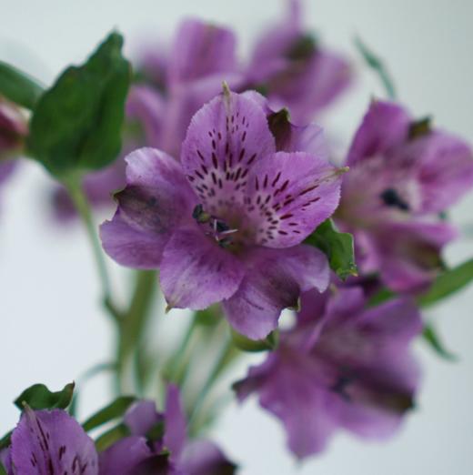 海盛六出花-仙娜度-深紫色-10支/扎 商品图5