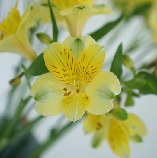 海盛六出花-黄莺-10支/扎 商品图5