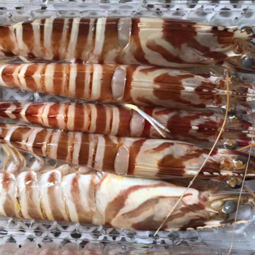 深海船冻斑节虾350克 商品图3