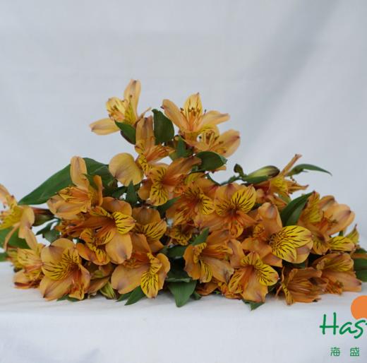 海盛六出花-鸡尾酒-10支/扎 商品图5