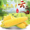 新鲜水果玉米 商品缩略图0