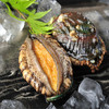 物本源冻煮鲍鱼 商品缩略图2