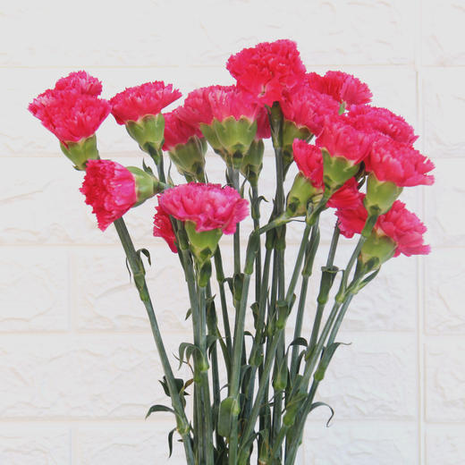 康乃馨一扎20枝
