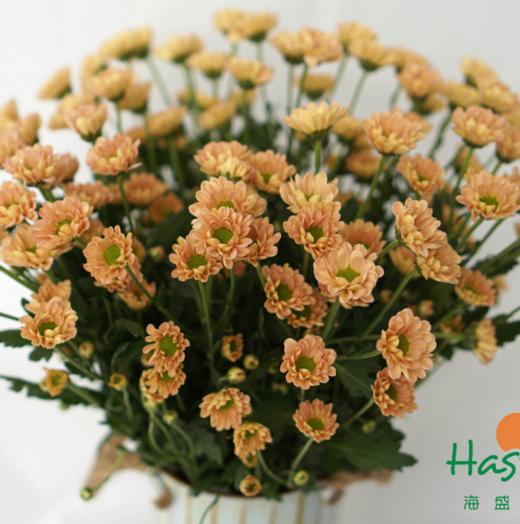海盛HS多头小菊-罗西-香槟色-10枝/扎 商品图4