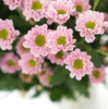 海盛HS多头小菊-罗西-浅粉-10枝/扎 商品缩略图0