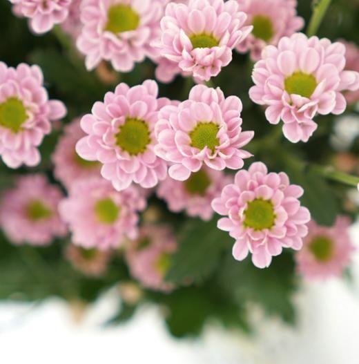 海盛HS多头小菊-罗西-浅粉-10枝/扎 商品图0