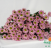 海盛HS多头小菊-罗西-浅粉-10枝/扎 商品缩略图4