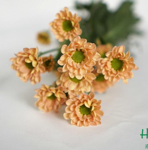 海盛HS多头小菊-罗西-香槟色-10枝/扎 商品图3