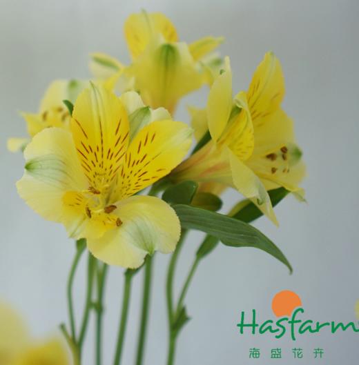 海盛六出花-黄莺-10支/扎 商品图6