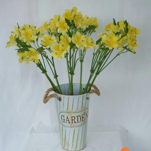 海盛六出花-黄莺-10支/扎 商品图7