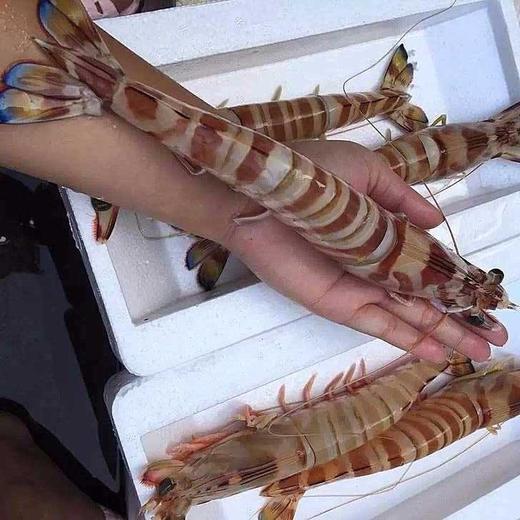 深海船冻斑节虾350克 商品图1