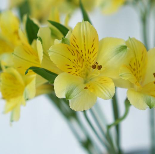 海盛六出花-黄莺-10支/扎 商品图3