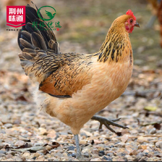 （松滋）松滋冰鲜鸡活鸡现杀 2只4-5斤 商品图3
