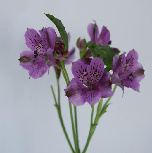 海盛六出花-仙娜度-深紫色-10支/扎 商品图2