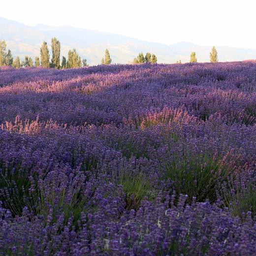 s【活动专区】新疆英国兰薰衣草干花束 商品图3