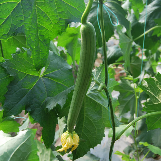 爱农 北京昌平蔬菜基地 丝瓜500g 商品图2