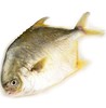 金鲳鱼 商品缩略图0
