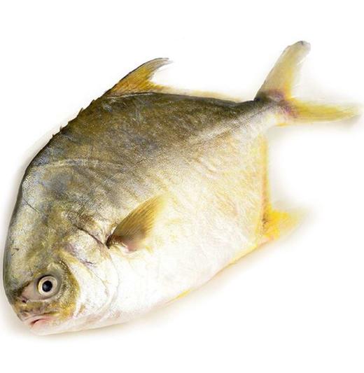 金鲳鱼 商品图0