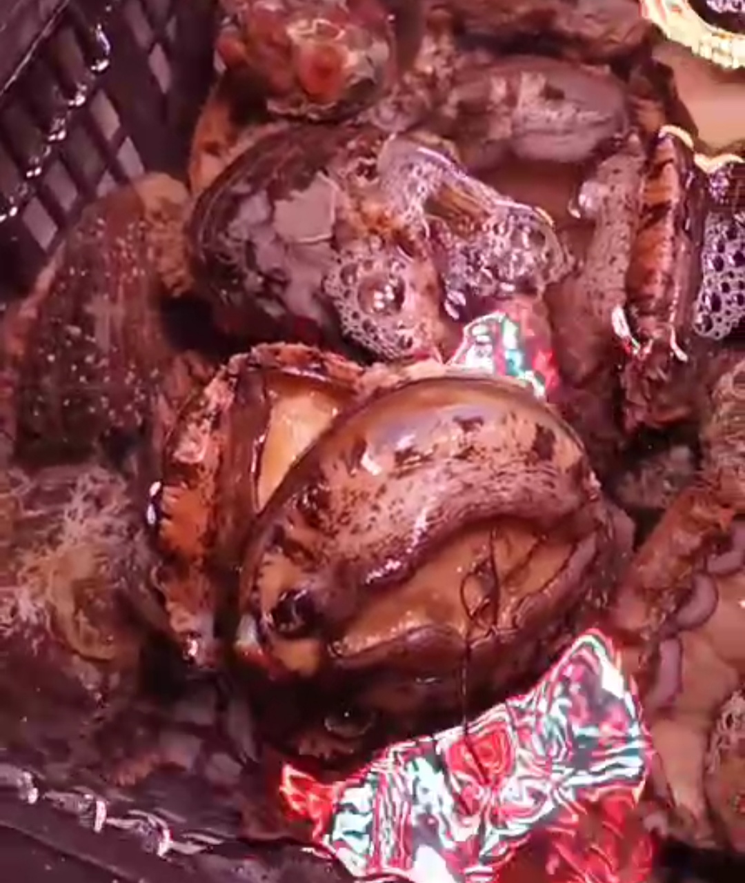 鲜活鲍鱼 （6头）