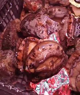 鲜活鲍鱼 （6头）