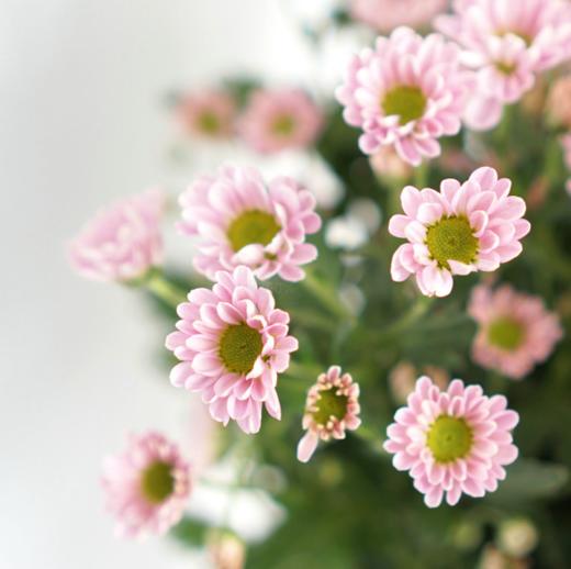 海盛HS多头小菊-罗西-浅粉-10枝/扎 商品图2