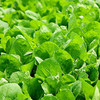 爱农 北京有机蔬菜 小白菜450g 商品缩略图1