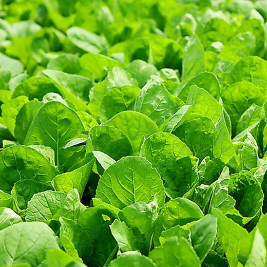 爱农 北京有机蔬菜 小白菜450g 商品图1