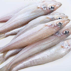 物本源深海沙梭鱼250g