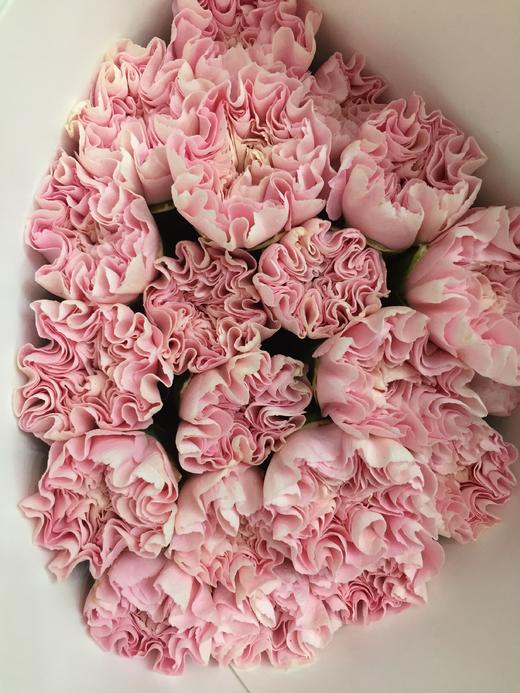 【国产康乃馨】（粉佳人）18-20枝/扎 商品图5