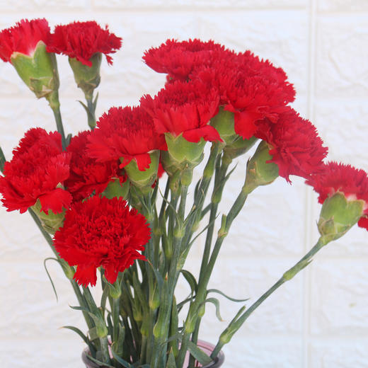 康乃馨一扎20枝