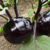 爱农 北京昌平蔬菜基地 圆茄子 500g 商品缩略图1