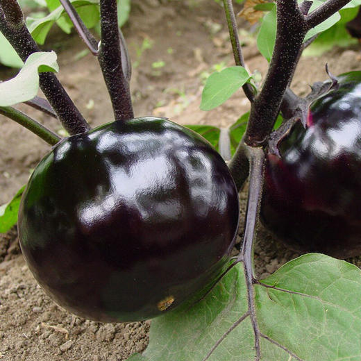 爱农 北京昌平蔬菜基地 圆茄子 500g 商品图1