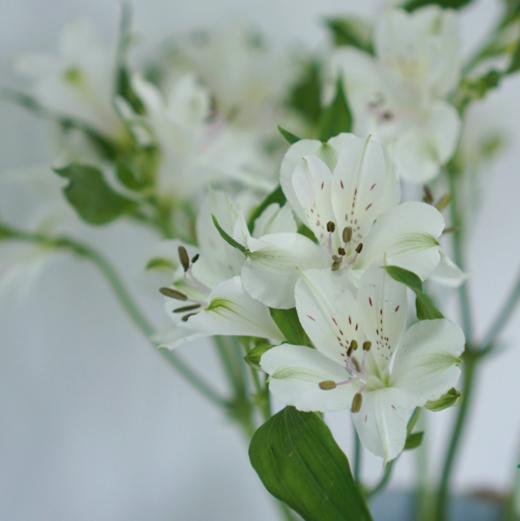 海盛六出花-可丽儿-白色-10支/扎 商品图3