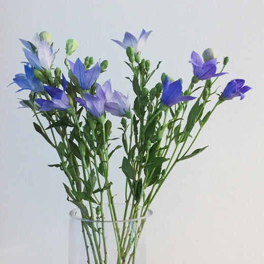 【周四秒杀】中国桔梗一把49.8元 商品图1