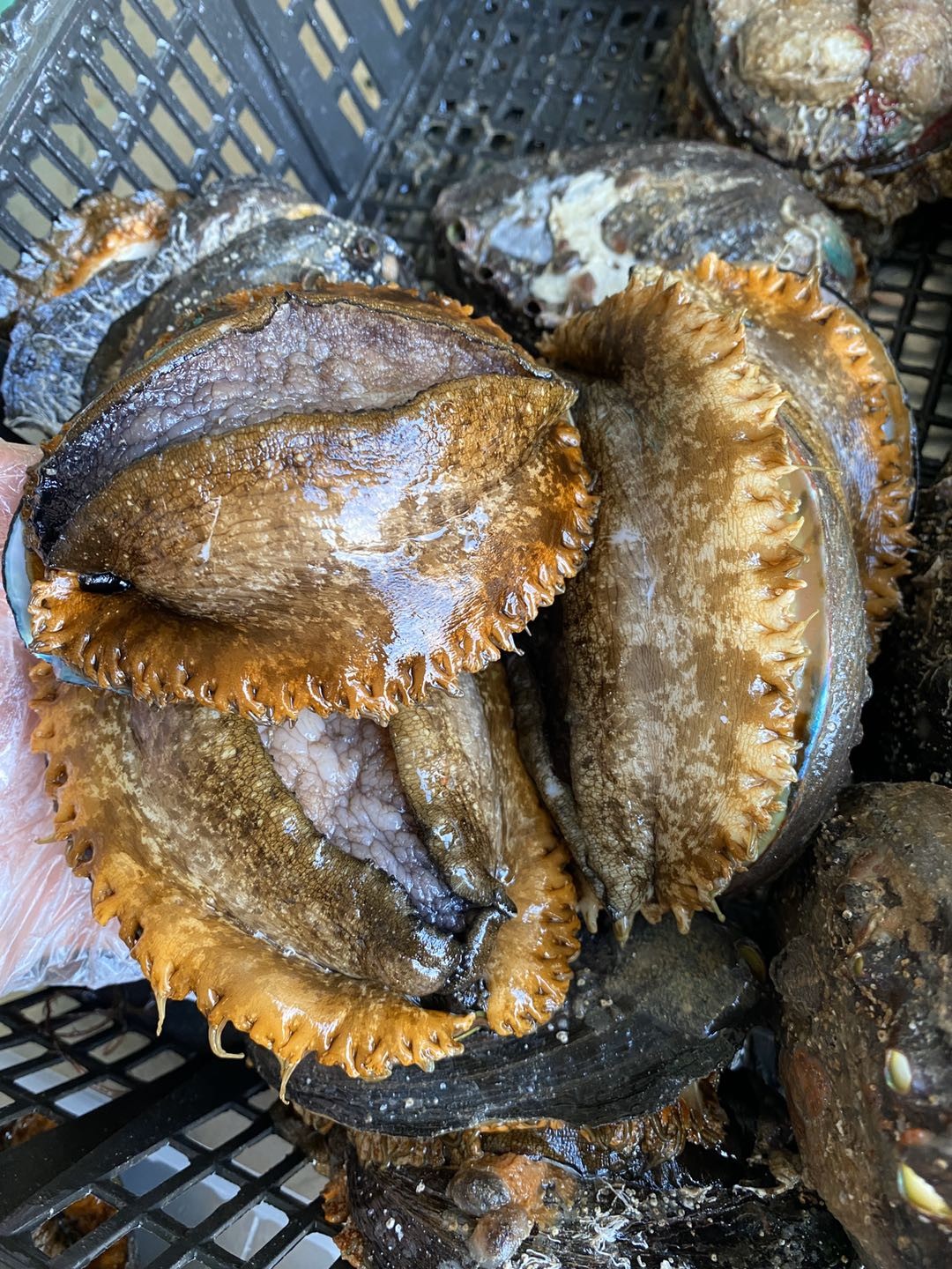 黄金大鲍鱼名贵海珍品海洋软黄金鲜活帮杀好去除内脏一份2个