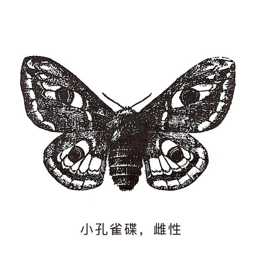 《昆虫记》 商品图6