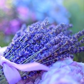 s【活动专区】新疆英国兰薰衣草干花束