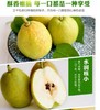 快递直发-库尔勒香梨特级果5.5元/斤，44.22元/8斤一箱 商品缩略图0