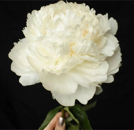 5枝经典进口品种芍药莎拉·伯恩哈特 5枝进口品种芍药奶油碗 (顺丰